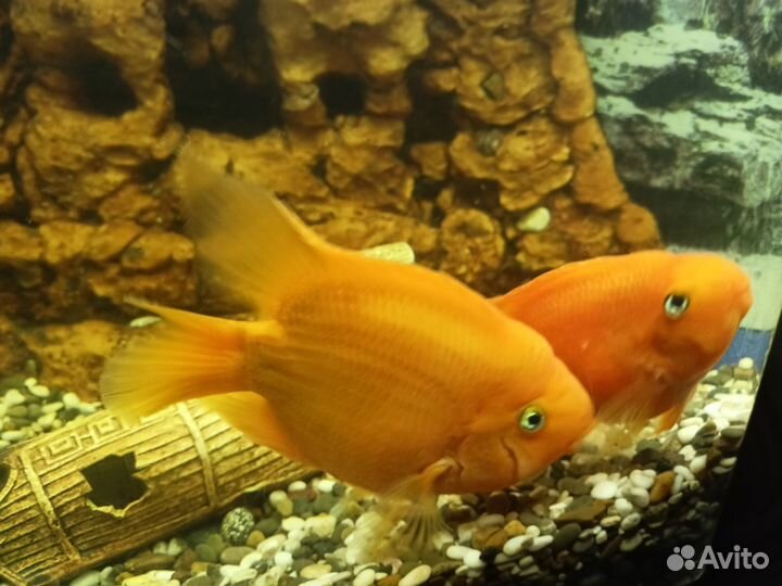 Аквариумные рыбки