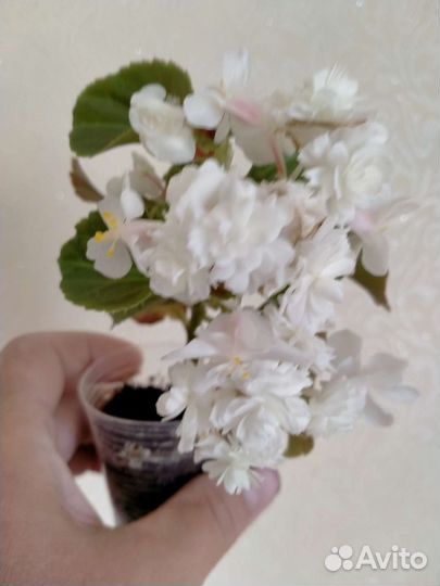 Бегония вечноцветущая махровая