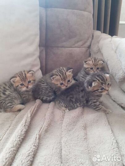 Шотландские котята