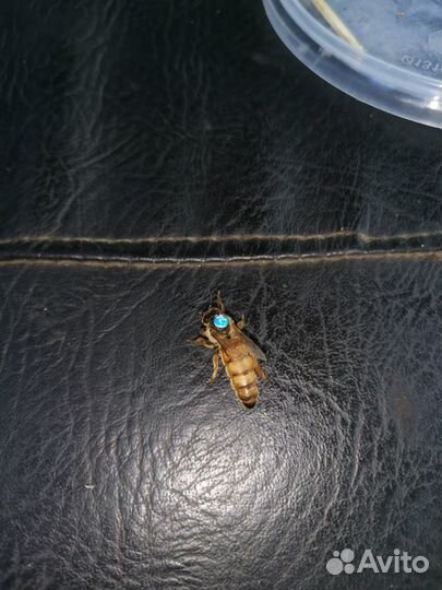 Пчеломатки Бакфаст, Карника