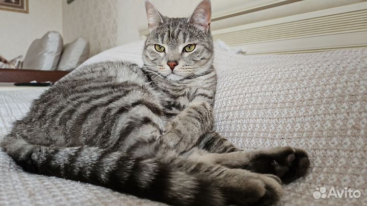 Вибриссы кота для поделок 100% натуральные