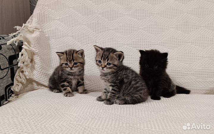 Шотландские котята