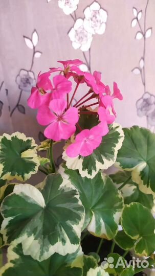 Комнатные цветы