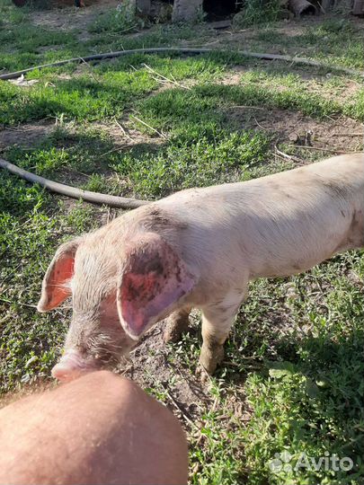 Продаю поросят
