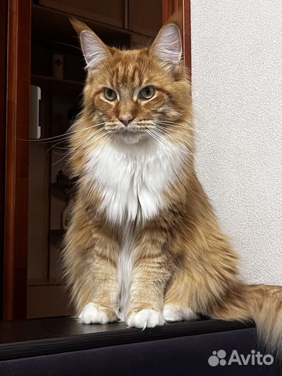 Кошки мейн-кун