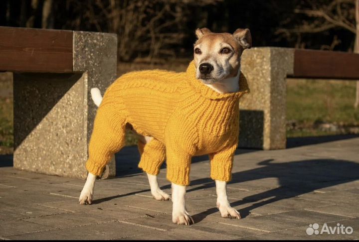 Одежда для собак