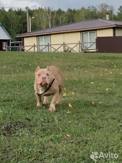 Американский булли