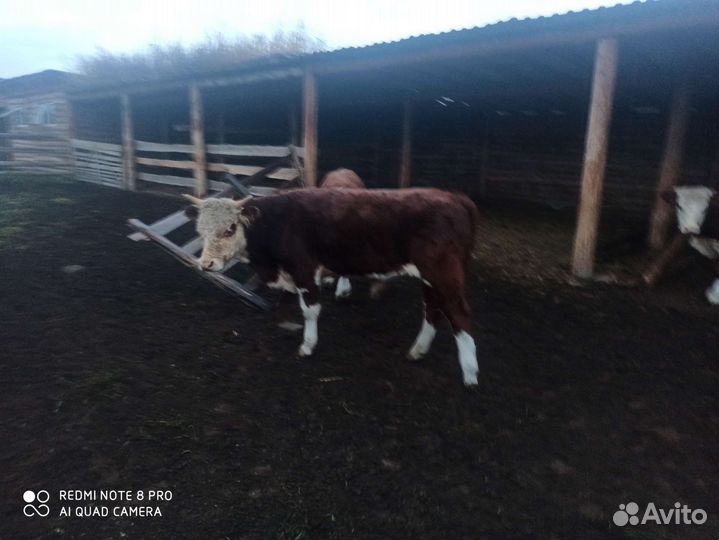 Бычки и телочки