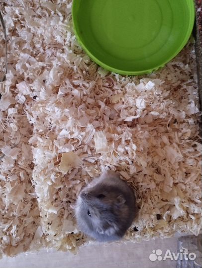 Хомяк джунгарский