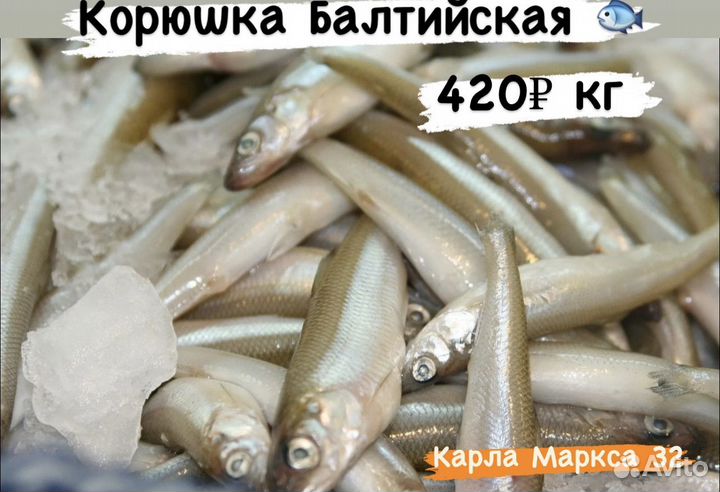 От мойвы до сёмги свежая рыба