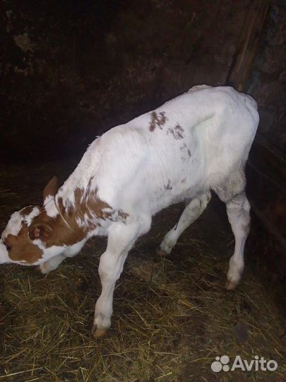 Телята бычки