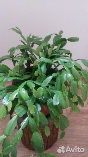 Цветок декабрист