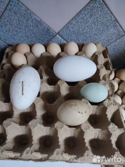 Цыплята,утята,ия