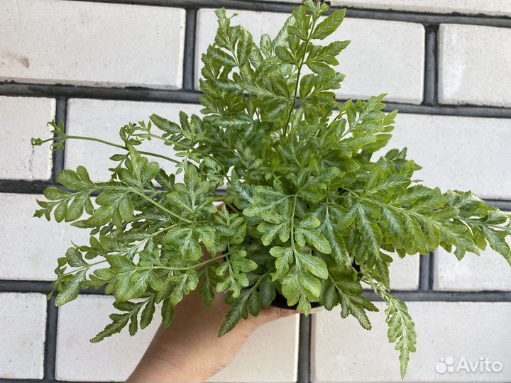 Папоротники сортовые