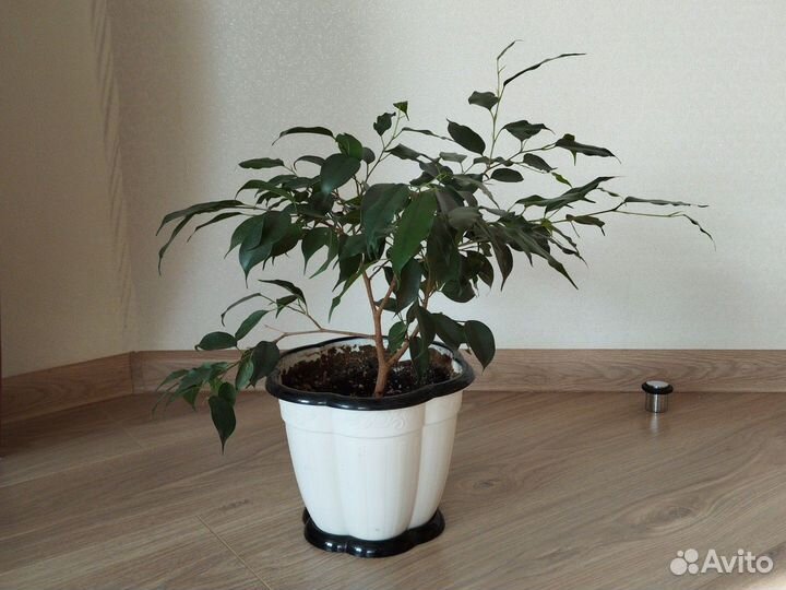 Фикус бенджамина