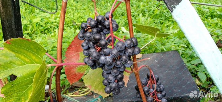 Саженцы винограда