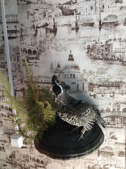 Продам новые чучела птиц