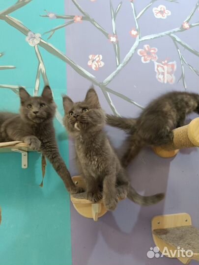 Мейн-кун классика и полидакт