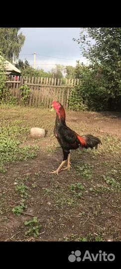 Бойцовые петухи