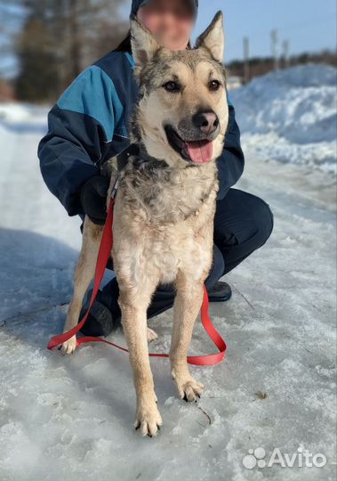 Собака в добрые руки