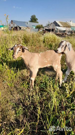 Альпийский козлик