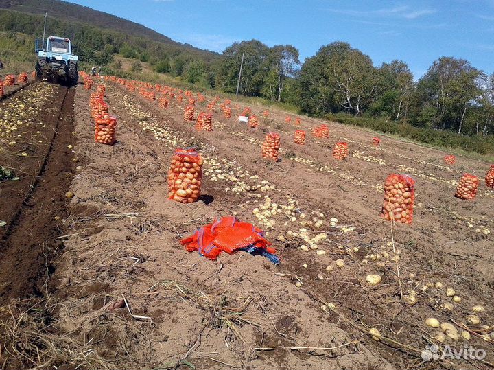 Семенной картофель