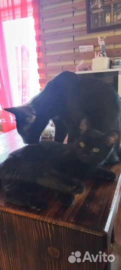 Отдам котят в хорошие руки