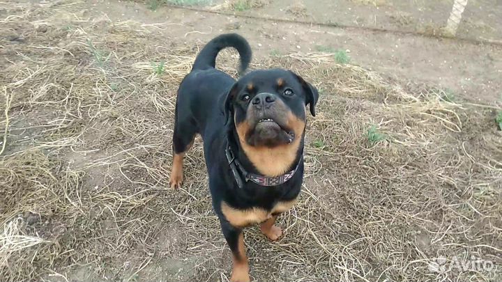 Девочка в ответственные руки