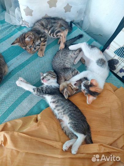 Котята в добрые руки