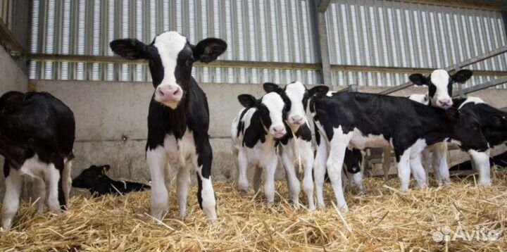 Бычки Телки Холмогоры Голштины