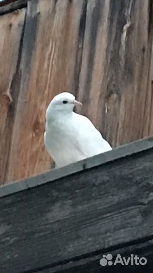 Голубь белый молодой