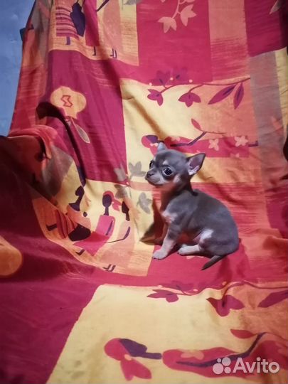 Щенки чихуахуа супер мини