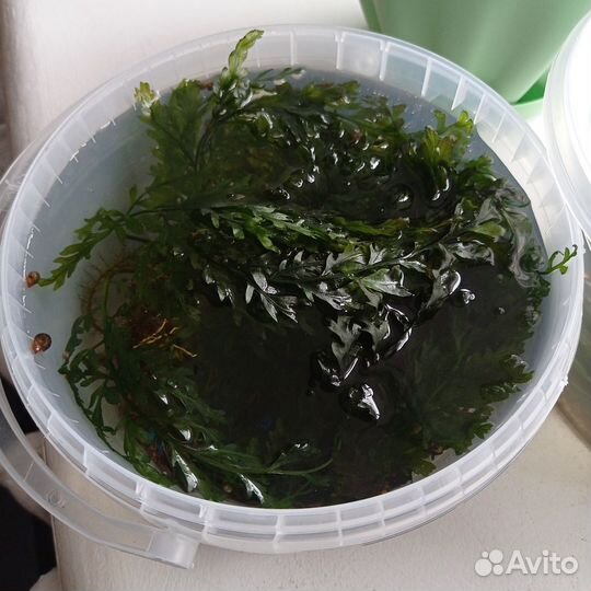 Папоротник и анубис