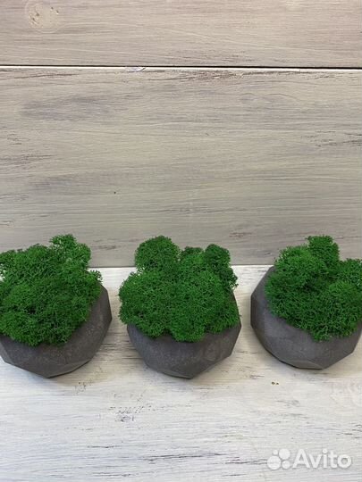 Кашпо из бетона со мхом