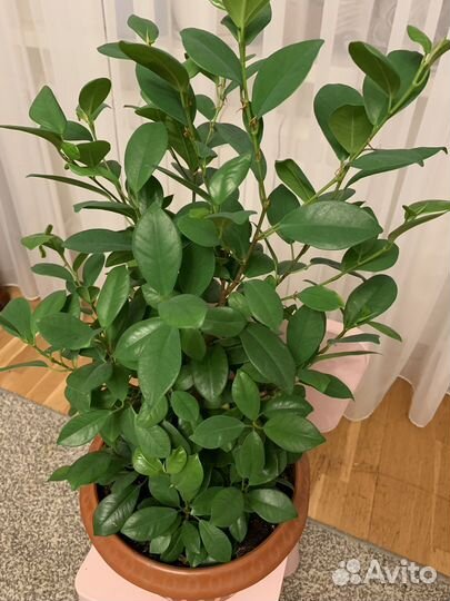 Фикус Макламе