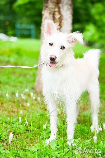 Щенок в добрые руки бесплатно
