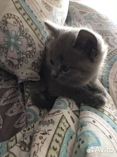 Котята шотландцы