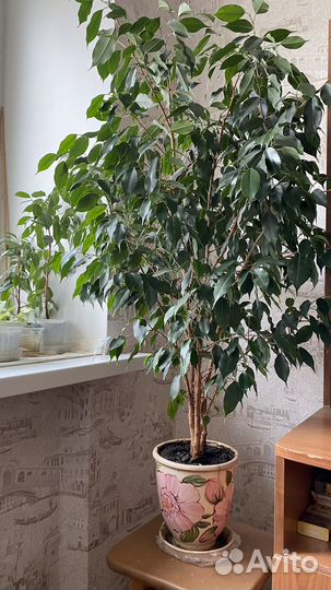 Фикус бенджамина