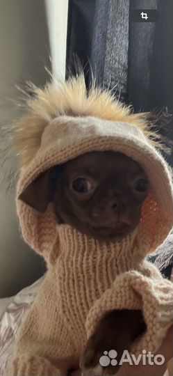 Чихуахуа мини