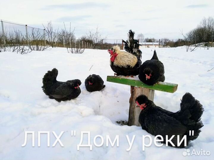 Куры породные