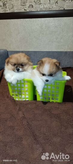 Щенки шпица мини