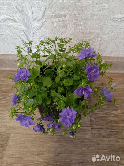 Кампанула (жених и невеста)