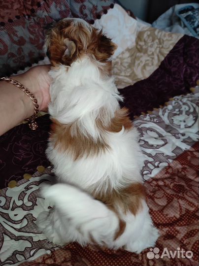 Йоркширский терьер бивер голдаст девочка куколка