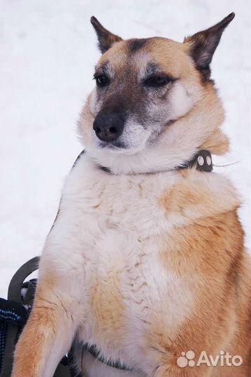 Трусливая собака страдает в приюте