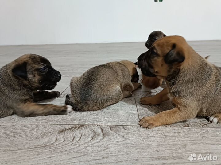 Продам собачек 2000