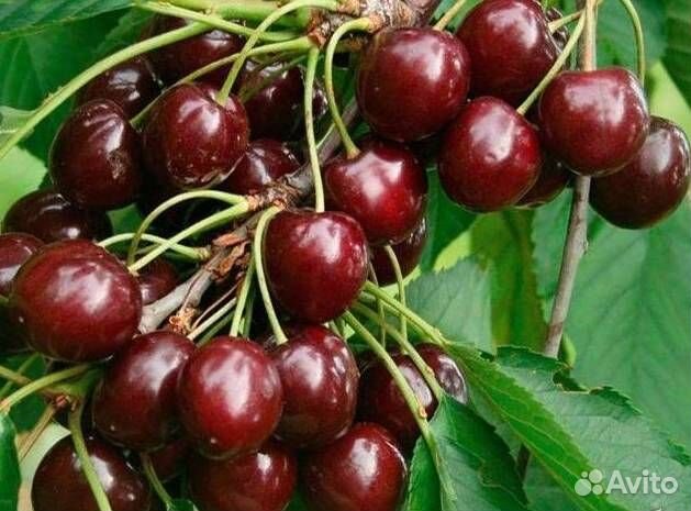 Саженцы вишни Жуковская