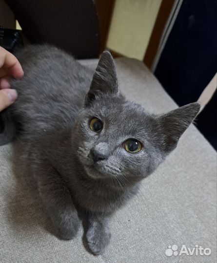 Котёнок