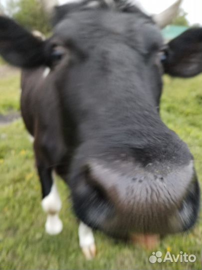 Корова стельная