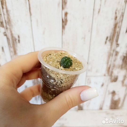 Кактус Astrophytum asterias cv. Akabana