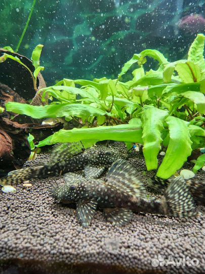 Анциструсы